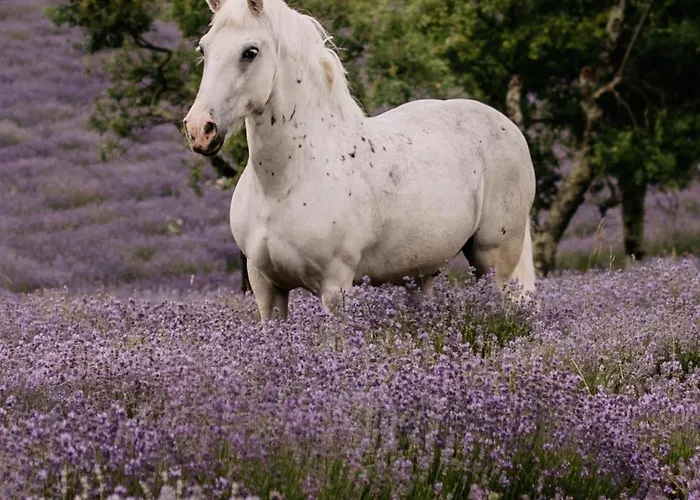 Tmbin\'S Barn - Nature, Horses, Family